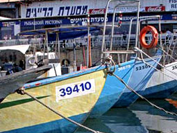 זוהי יפו ילדה, של הדייגים