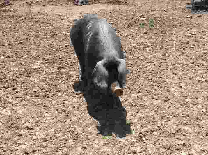 החזירים השחורים של ספיגרולי (צילום: מיכל לויט)