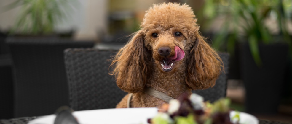 כלב במסעדה (Shutterstock)