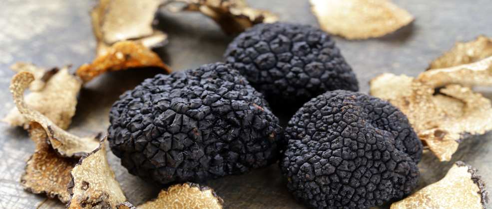 קישור לכתבה בשם יהלום שחור: מסע בינלאומי בעקבות פטריות הכמהין יהלום שחור: מסע בינלאומי בעקבות פטריות הכמהין