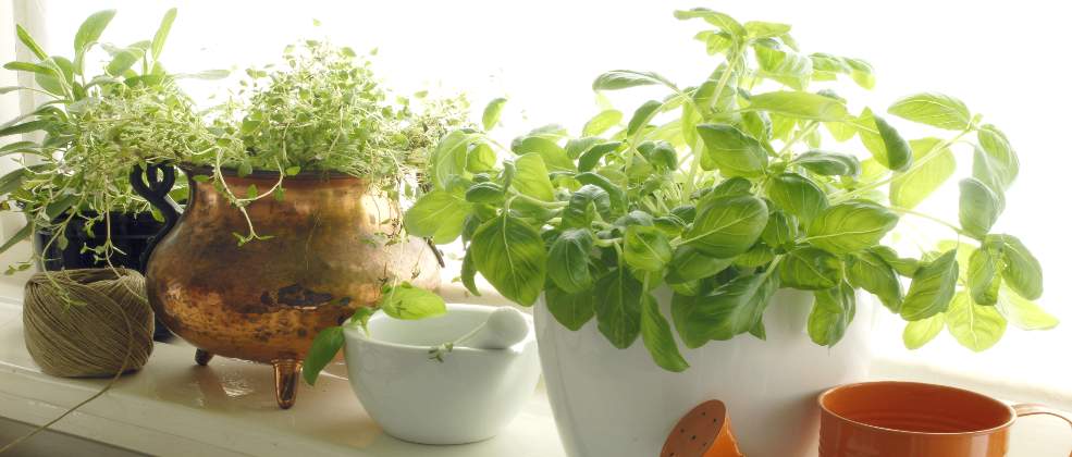 חג לאילנות: איך מגדלים תבלינים ומה מכינים מהם?