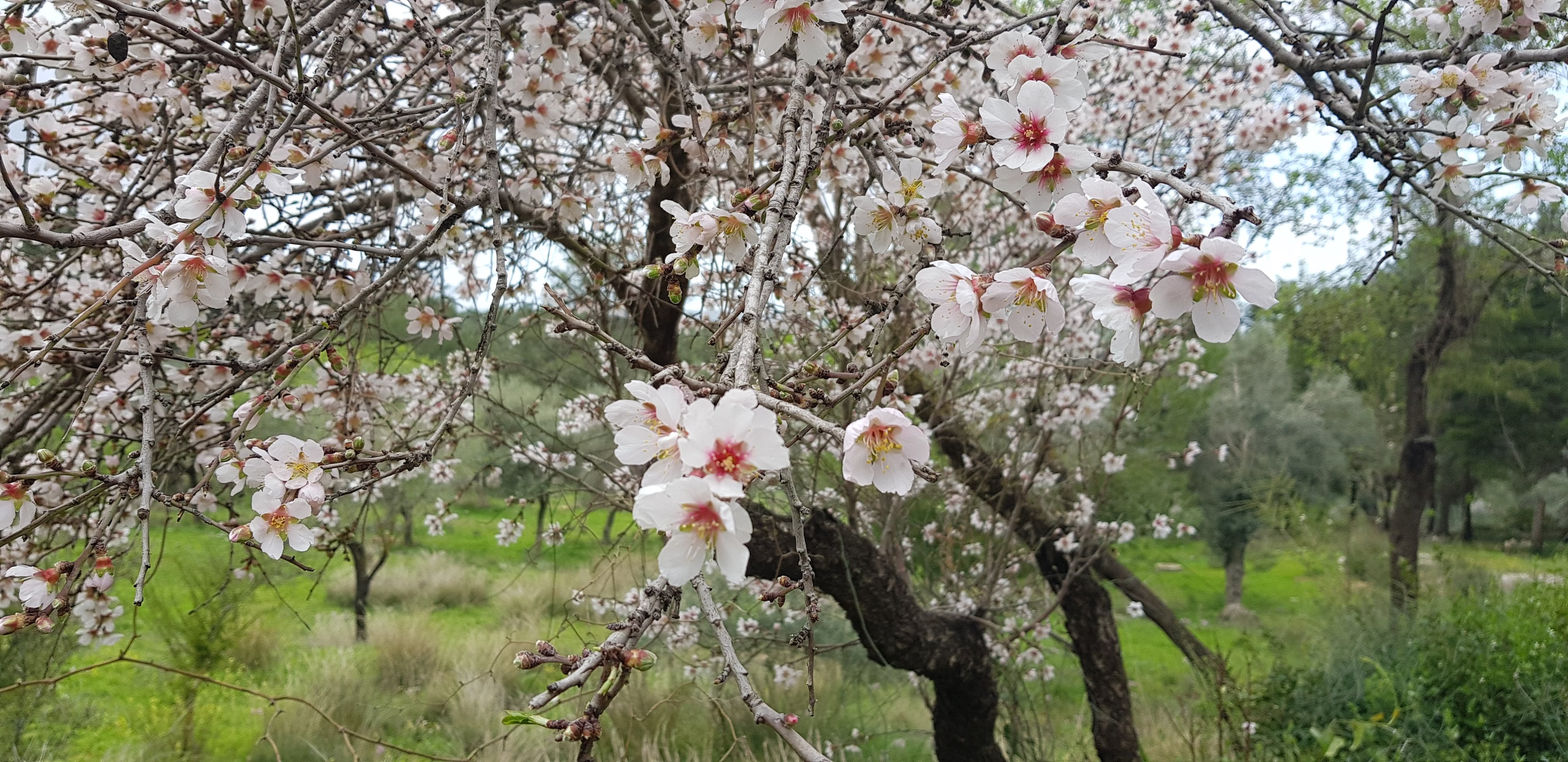 צילום של פרחי עץ השקדיה בט"ו בשבט