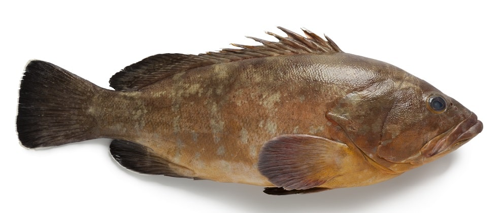 מתנת חג מ"בני הדייג": מתכון לחריימה לוקוס